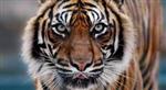 Proud to be a Tiger 